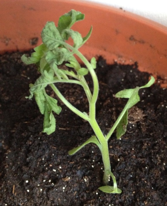 Halb erfrorene junge Tomatenpflanze