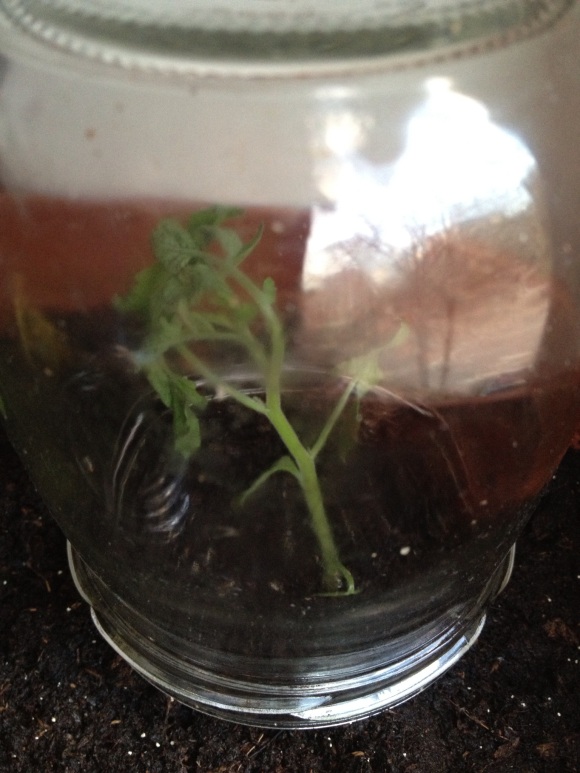 Halb erfrorene junge Tomatenpflanze unter Glas