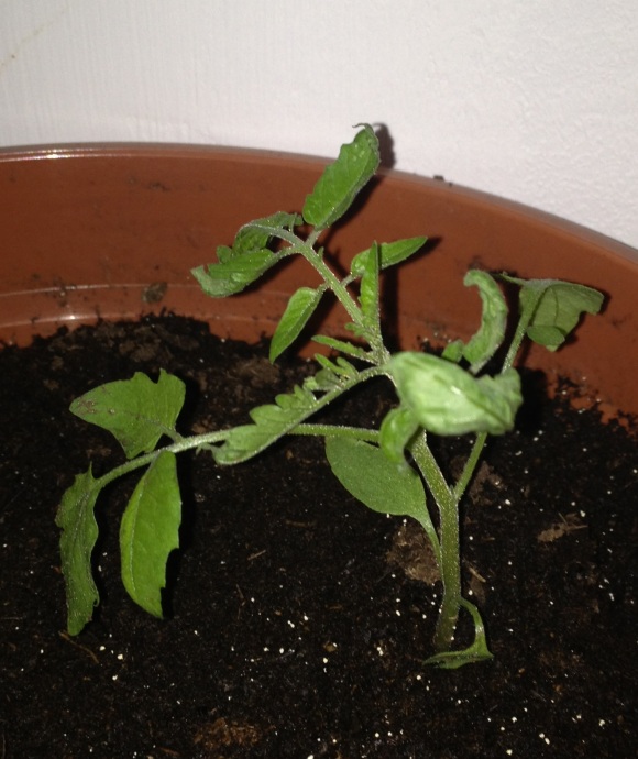 Junge Tomatenpflanze nach auskuriertem Kälteschock