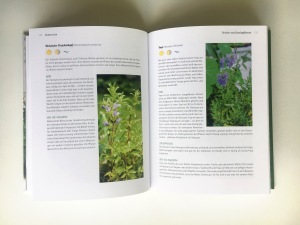 Eine Doppelseite aus dem Buch "Biogärtnern am Fensterbrett" mit Pflanzenporträts von Ysop und Türkischem Drachenkopf